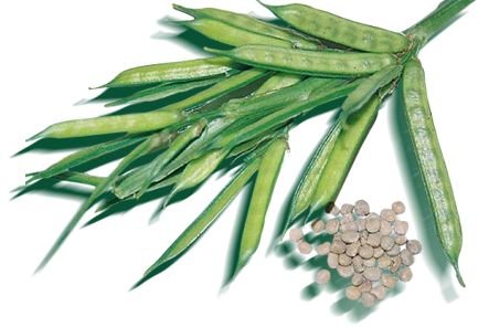 Home 17 Guar gum powder complies with UK food safety through FSA regulatory framework flowchart